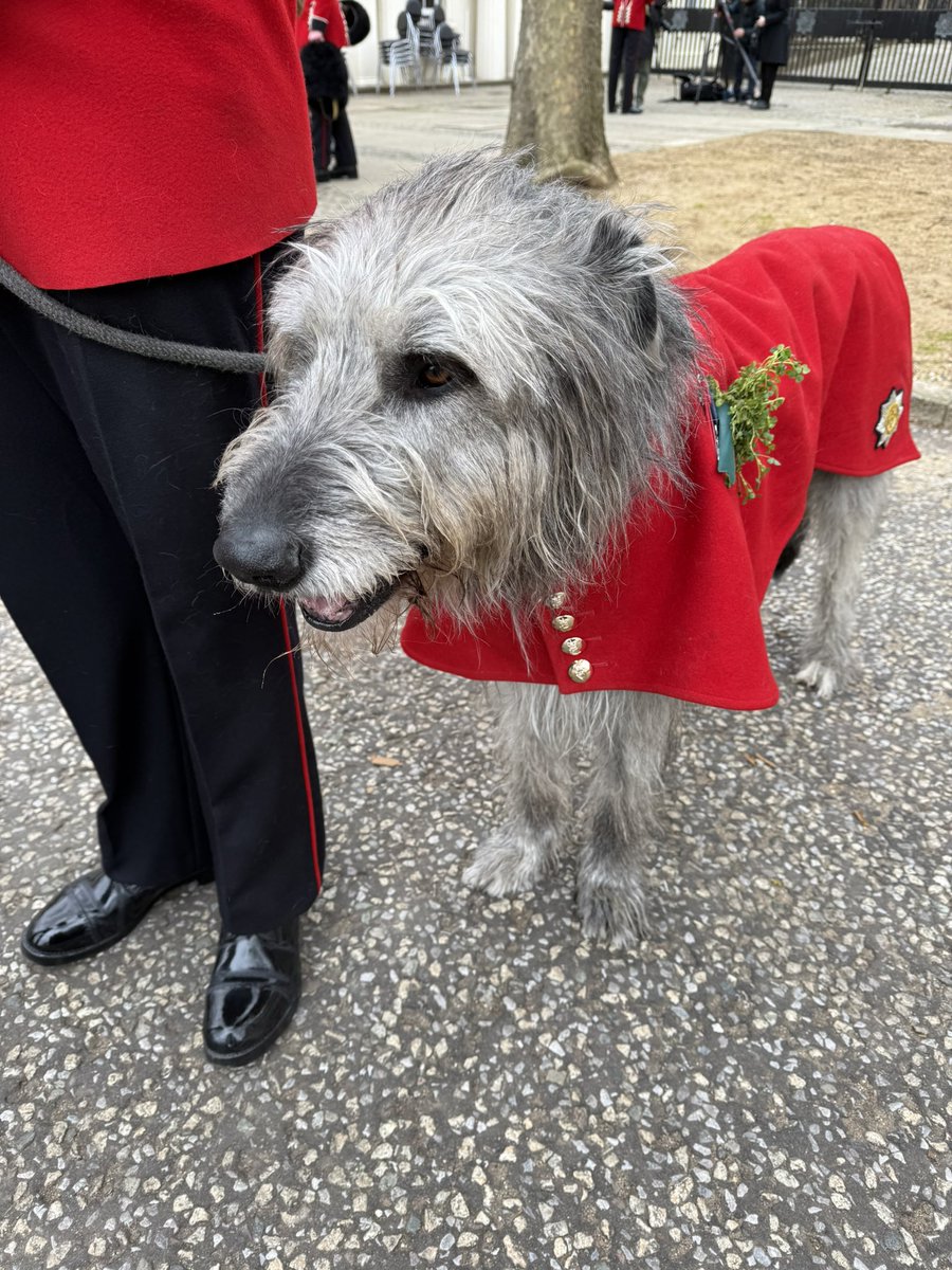 Happy St Patrick’s Day from the Irish Guards to our Ukrainian comrades; and from one loyal military canine mascot to another! Wear your shamrock with pride! ☘️ <a href="/irish_guards/">Irish Guards</a> <a href="/PatronDsns/">Patron</a>
