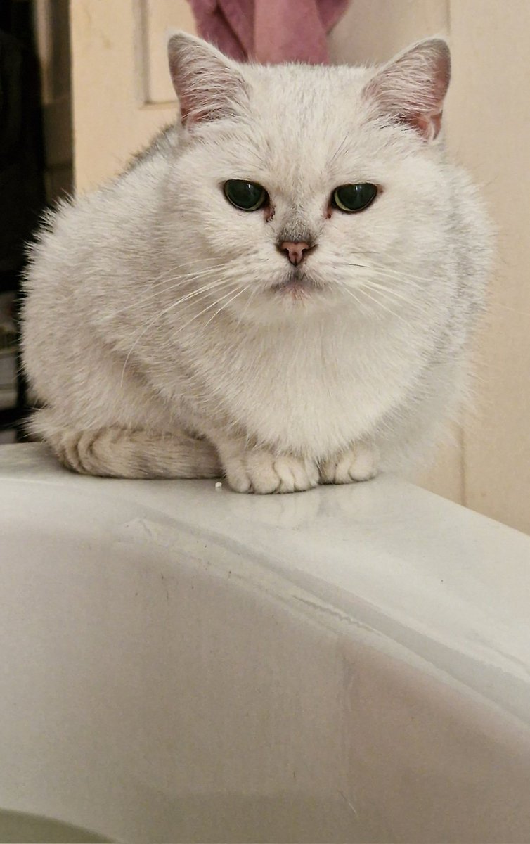 Jeder Tropfen auf meiner Haut ist mehr wert als dein erbärmliches Gehalt.Du willst meine Aufmerksamkeit? Dann zahl. 💰Nur wer tributet, verdient es, mich weiter anzusehen. Der Rest? Kann verschwinden.