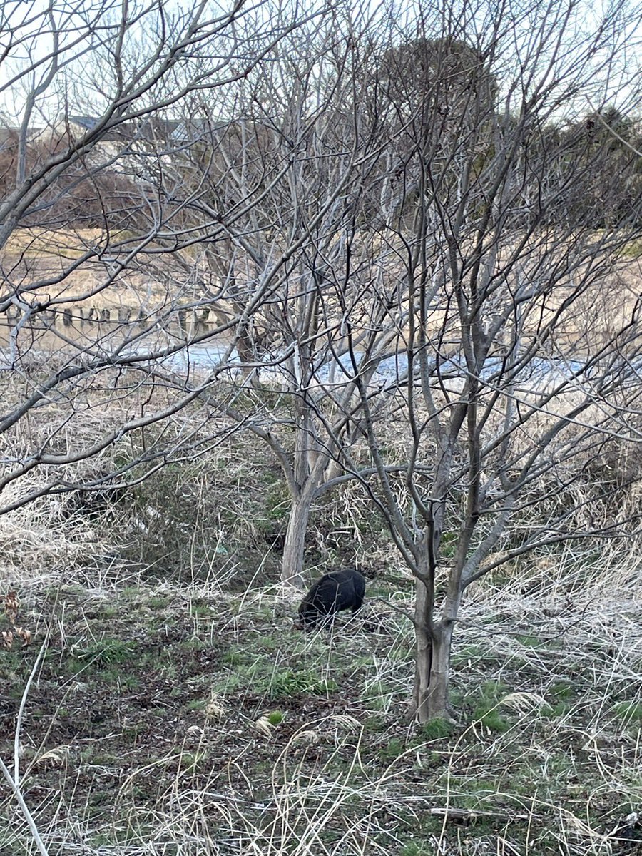 やっと確定申告も終わり、ほっとしていたら、経理ヘルプの方、その帰り道、イノシシ🐗に遭遇と連絡きた‼️嘘のような本当の話。思わず（黒いんだ‥）って、思ってしまった。確定申告の終わりは予想外過ぎたー！