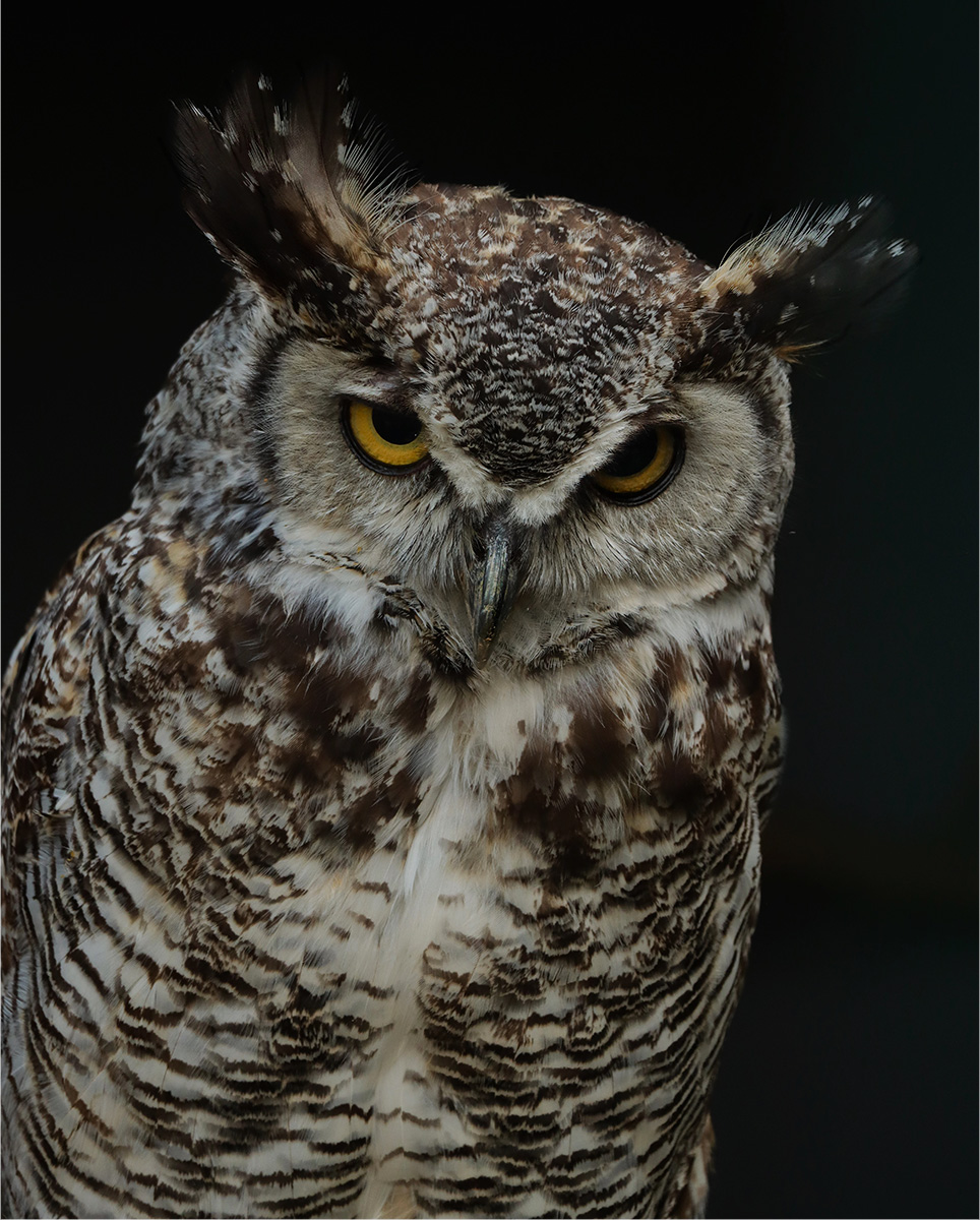 DorkingCameraClub tweet media