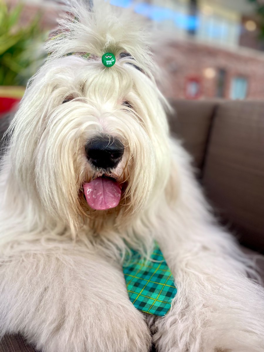 I feel extra lucky today 🍀 
I hope you’re having an extra lucky day as well and are avoiding the leprechaun’s pinch! 
#oes #dogsofx #dogsoftwitter #SaintPatricksDay #lucky #green