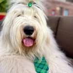 Photo by Archibald Fuzzface Jr. (@FuzzfaceJr)