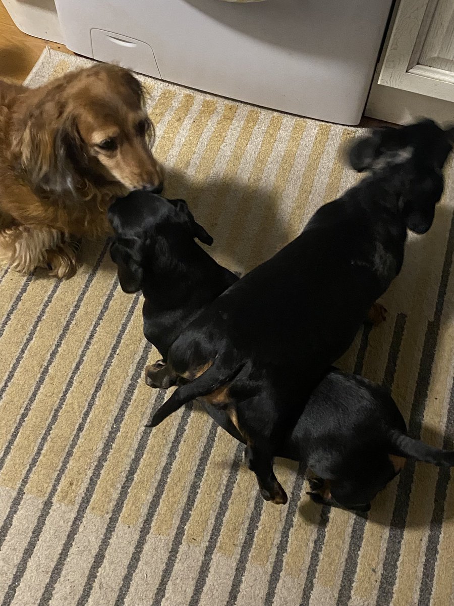 CSausagedogs's tweet image. 