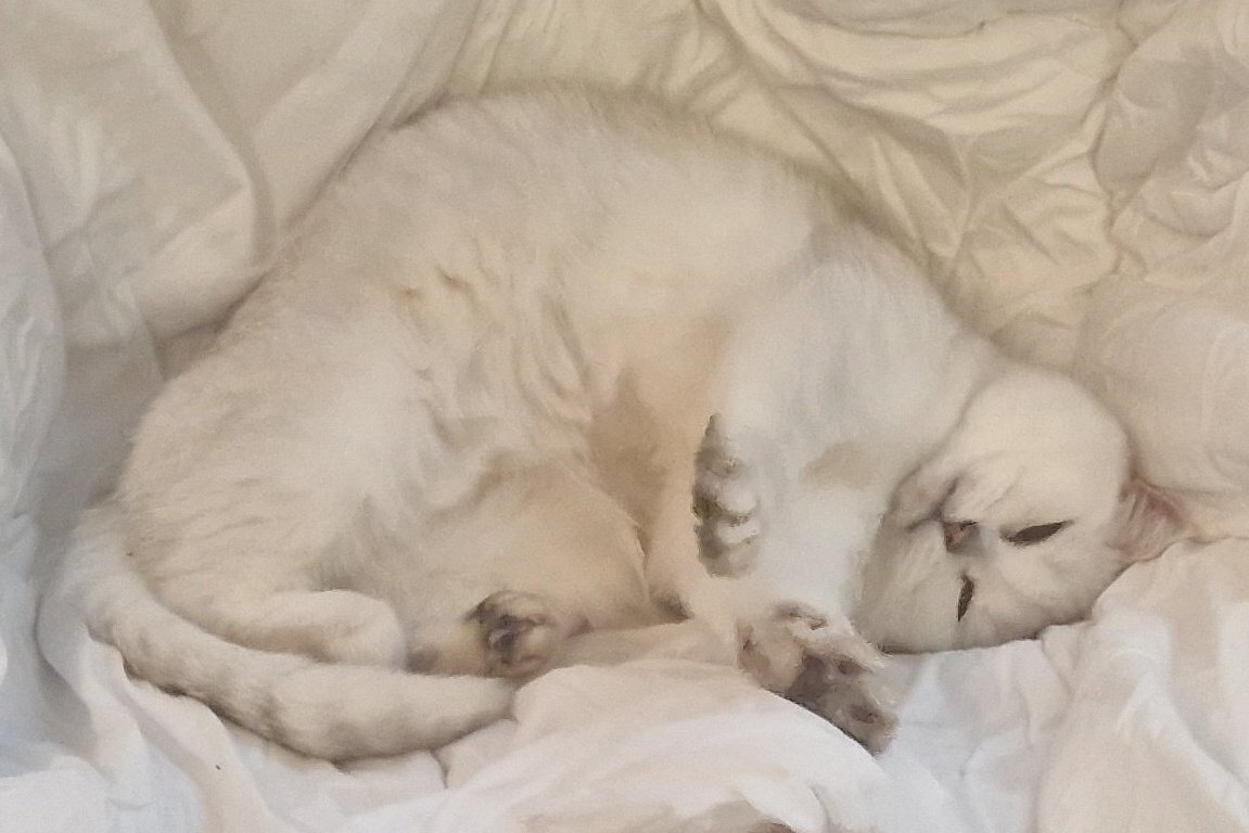 Na magst du sie ablecken, in dein Maul stopfen oder doch als Tee.