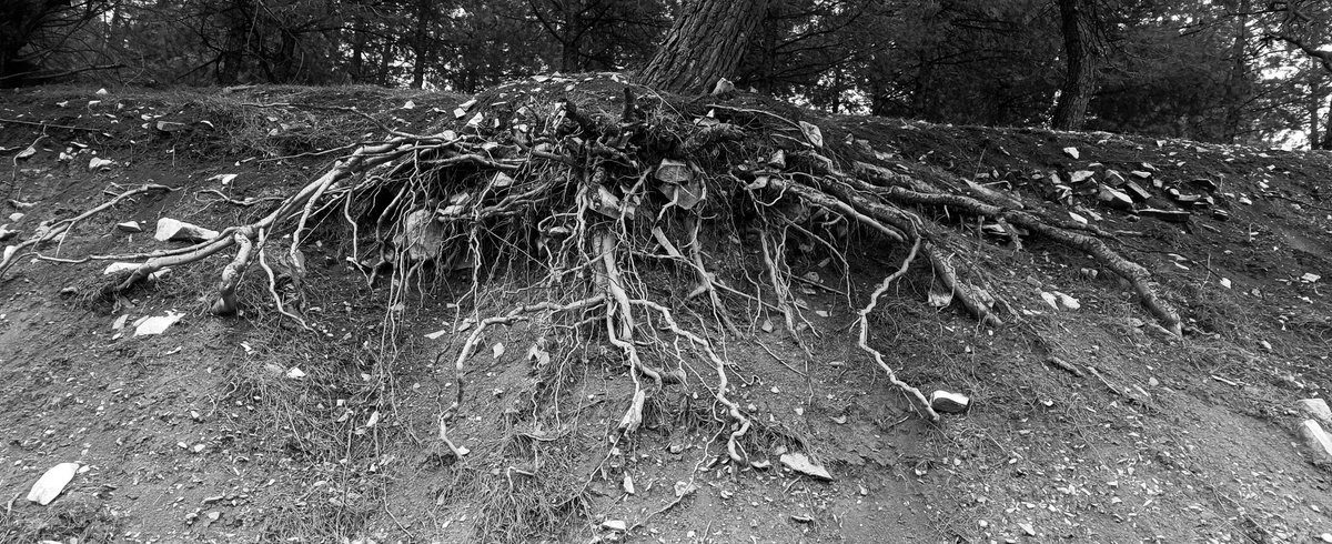 sweet illness of mine tweet media