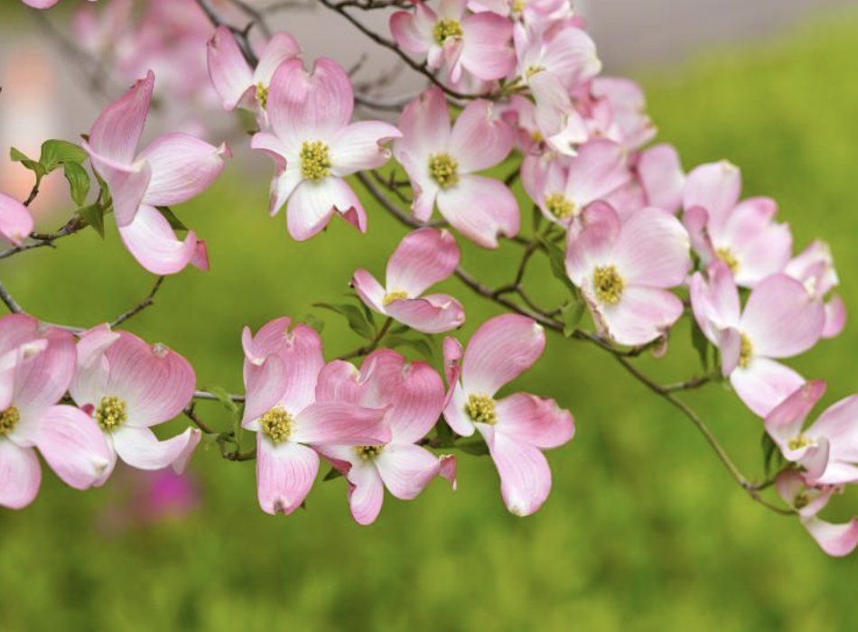 MamKiky's tweet photo. おはようございまする。令和7年3月18日、今日の誕生花はハナミズキです。今度の日曜日は、月に一度の城熱演舞。そして、私の最後の演舞でもあります。これまでのすべてを、舞に、歌に込めて演舞いたしまする。「私の想いを受けてください（花言葉)」。上田城にてお待ちしております。 https://t.co/rD9eWpchox