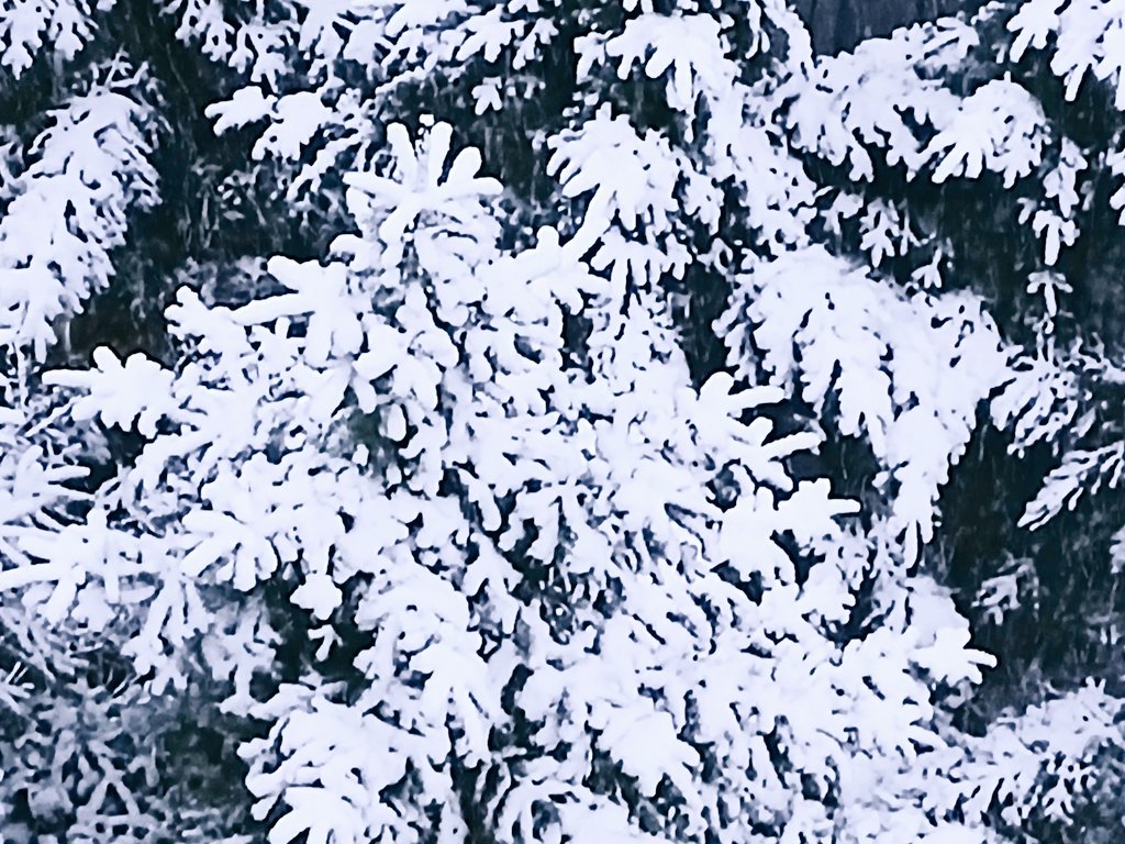 봄눈 내리는 아침입니다.
예쁘네요.
눈길 조심하시며 즐기세요.