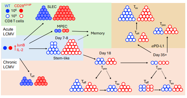 LabWaggoner's tweet photo. Humanizing a CD28 signaling domain affects CD8 activation, exhaustion and stem-like precursors
https://t.co/o1D5brJk8f https://t.co/EoDcI1gMJb