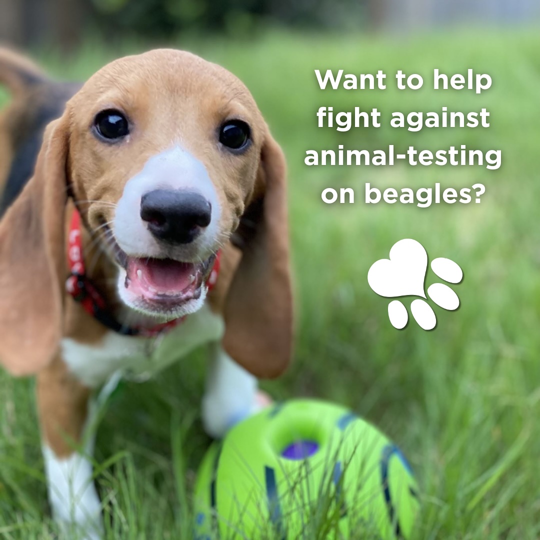 beaglefreedom's tweet image. New T-Shirt Collab: Shop to Save the Beagles! 🐶

We've teamed up with @floatapparel! For every shirt sold, $8 goes to BFP's mission.

Available in various colors &amp;amp; styles – wear it, spread awareness, and save beagles! ❤️

Shop now: tinyurl.com/9jsry28t

#stopanimaltesting