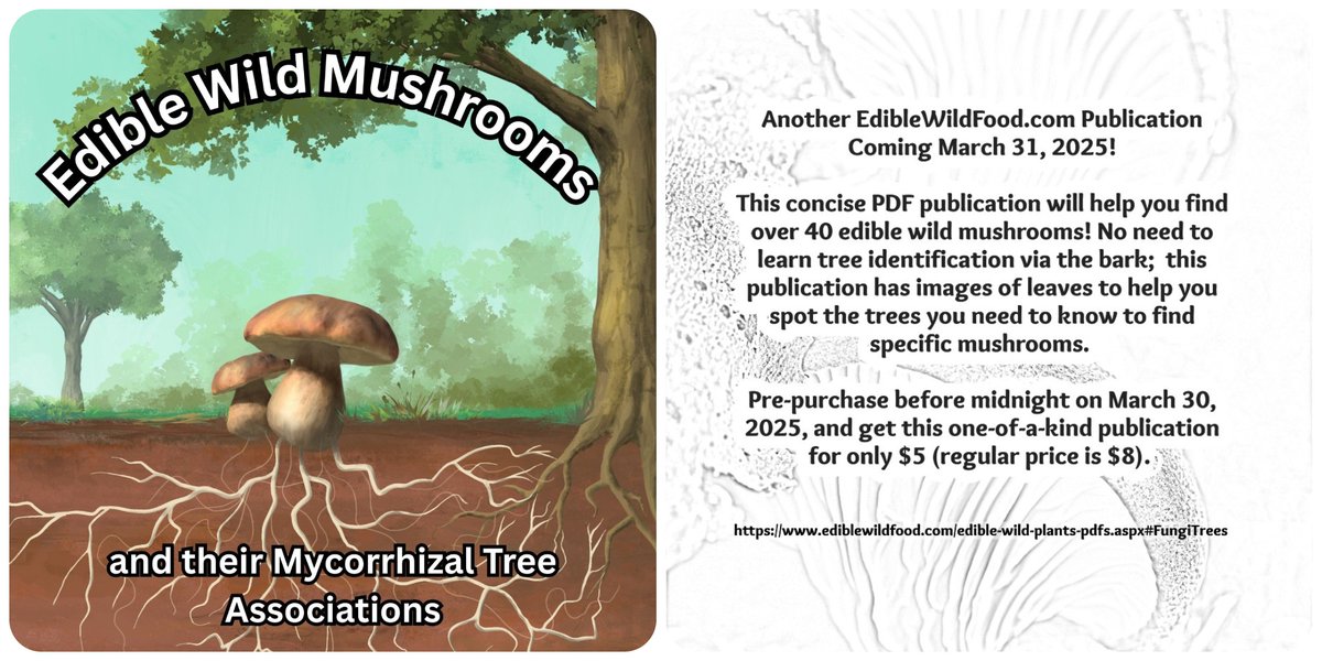 Pre-order your copy of this unique PDF publication. If you have trouble finding your favorite wild mushrooms this is a must-have! ediblewildfood.com/edible-wild-pl…  #mushroomforaging #foraging