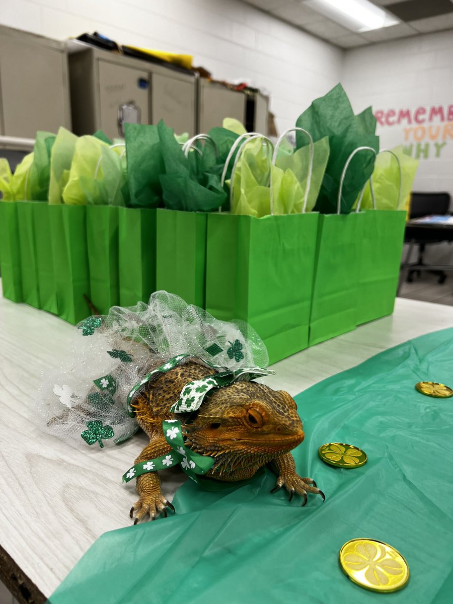 Rolan's 6th Grade Science (@lms6thscience) on Twitter photo 💚 Ginger helped to spread some St. Paddy’s Day cheer! Dressed in her cutest outfit to deliver sweets and treats to the 6th grade teachers! 🍀🎉 #StPatricksDay #BeardedDragon #TeacherAppreciation <a href="/TheLarkspurMS/">The Larkspur Lions</a> 💚 Ginger helped to spread some St. Paddy’s Day cheer! Dressed in her cutest outfit to deliver sweets and treats to the 6th grade teachers! 🍀🎉 #StPatricksDay #BeardedDragon #TeacherAppreciation <a href="/TheLarkspurMS/">The Larkspur Lions</a>