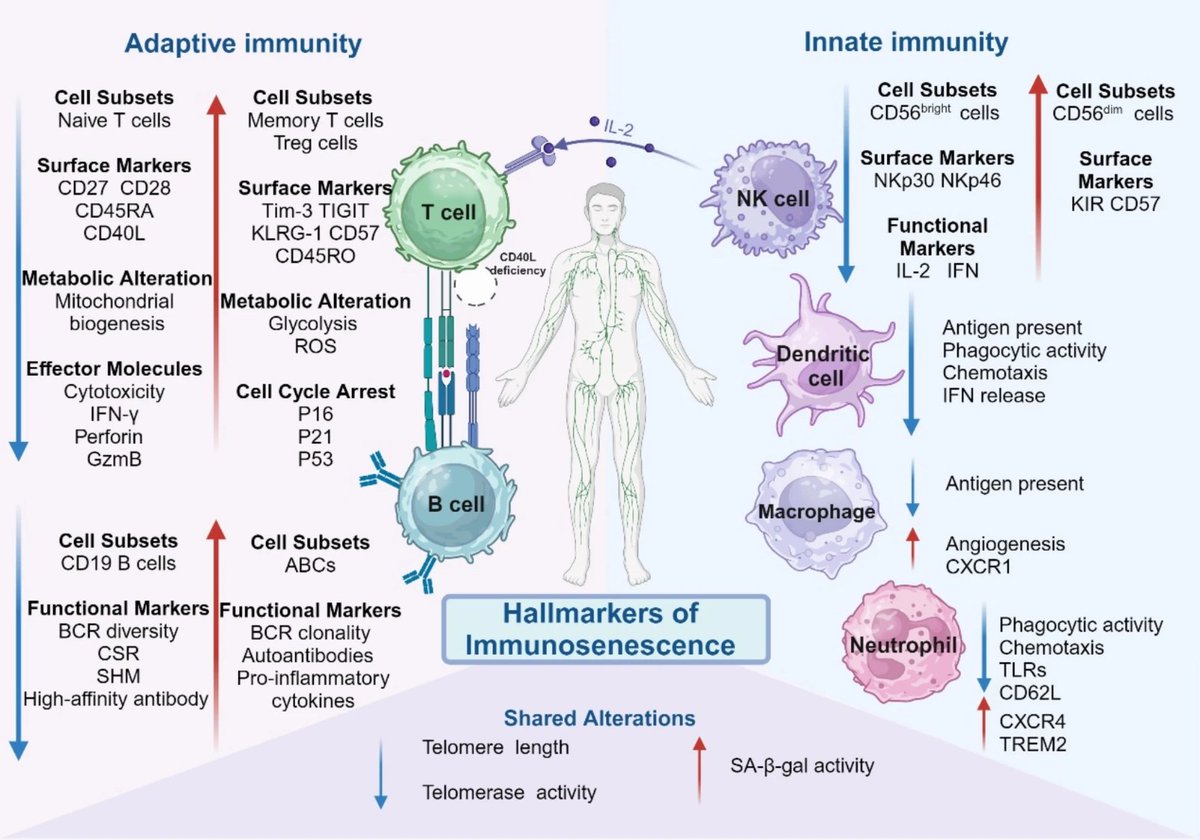 Immunosenescence promotes cancer development: from mechanisms to treatment strategies

biosignaling.biomedcentral.com/articles/10.11…