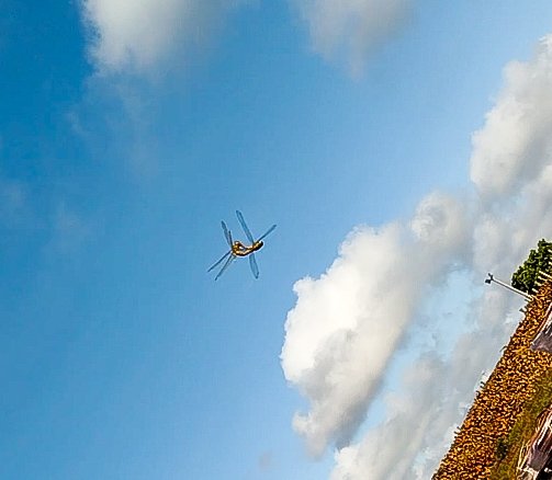 thejoaoalves's tweet image. O dia que eu registrei 2 libélulas pimbando #Natureisbeautifuck