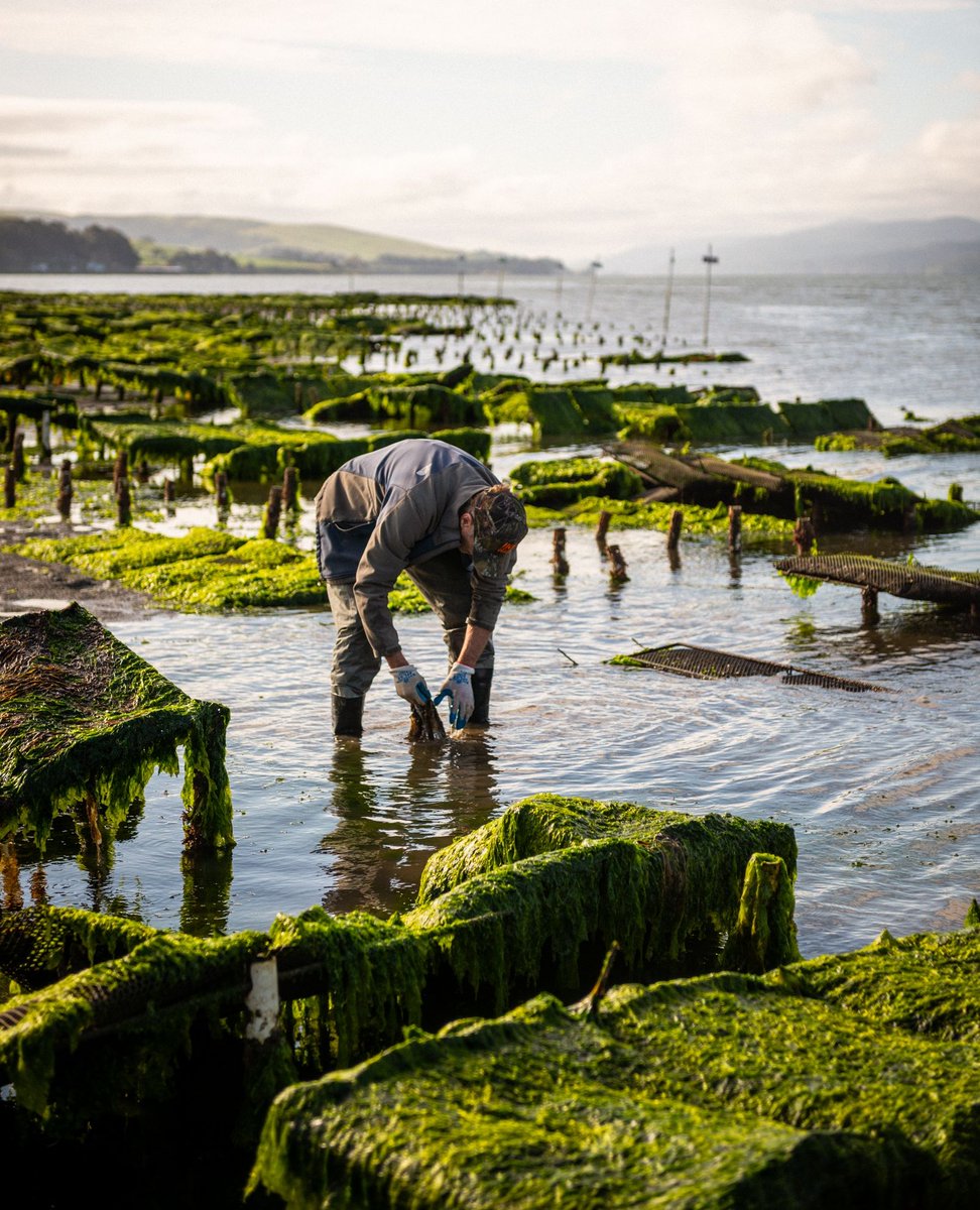 Spring is in the air, and seaweed is...growing on our oyster gear?! We've got a few more weeks before we head out on the water to harvest the seaweeds that grow naturally (and abundantly) on our oyster gear! This year we're excited to use our new greenhouse, stay tuned! 💚