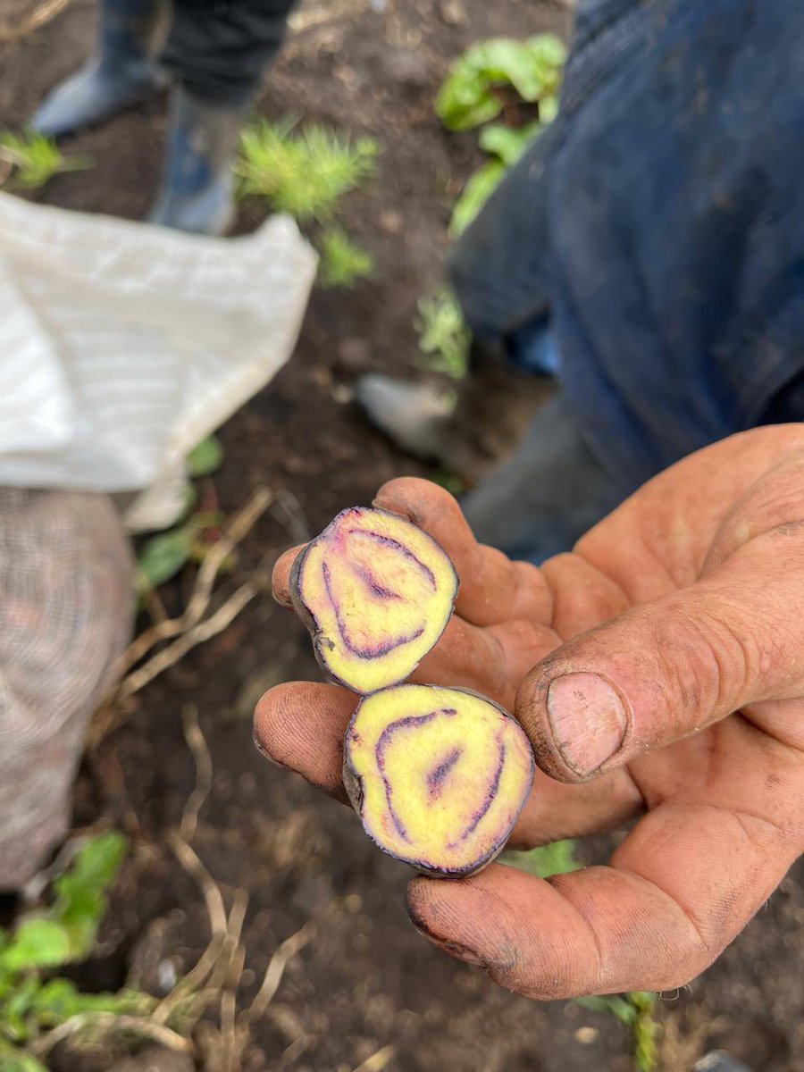 FIGRIExternado's tweet photo. Este #GobLab estudia el papel de la tecnología en la ruralidad y la construcción de caminos de desarrollo para visibilizar a los productores de #papa_nativa. Gracias a Adriana Tibatá por abrirnos las puertas de su cultivo.🙌🏻 https://t.co/xewxcKWA04