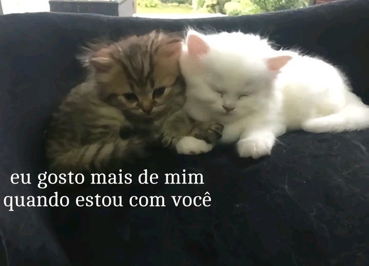 tortadefrango67's tweet photo. https://t.co/HVGLuv3uBG
