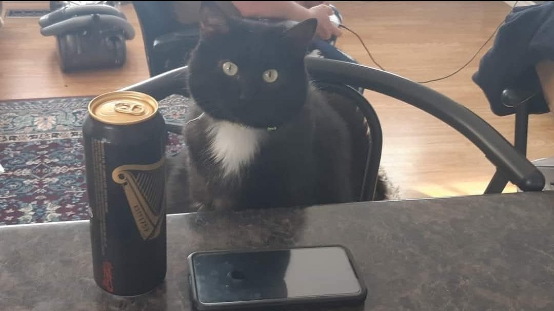 Kitty says he hopes you had a great St.  Patrick's Day.