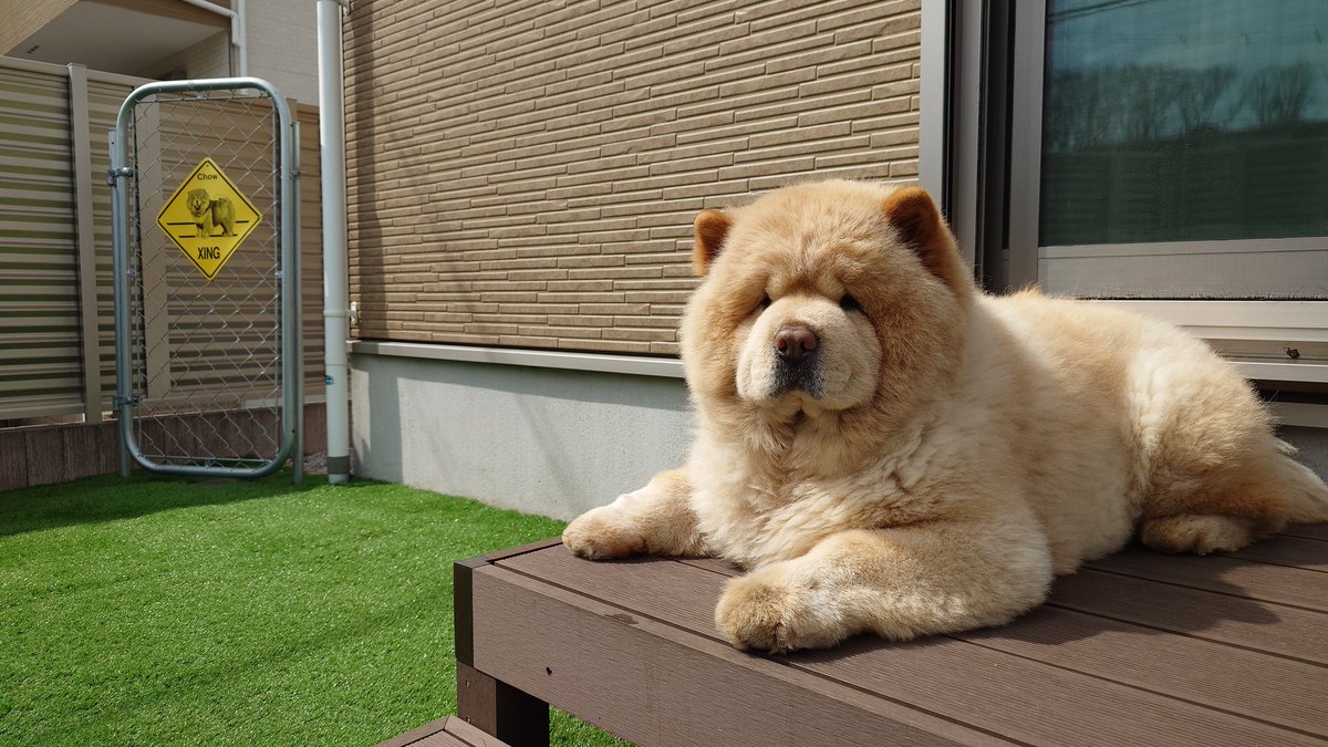 kurizo_chow's tweet photo. お庭で日向ぼっこ https://t.co/B9hMG6aWQJ
