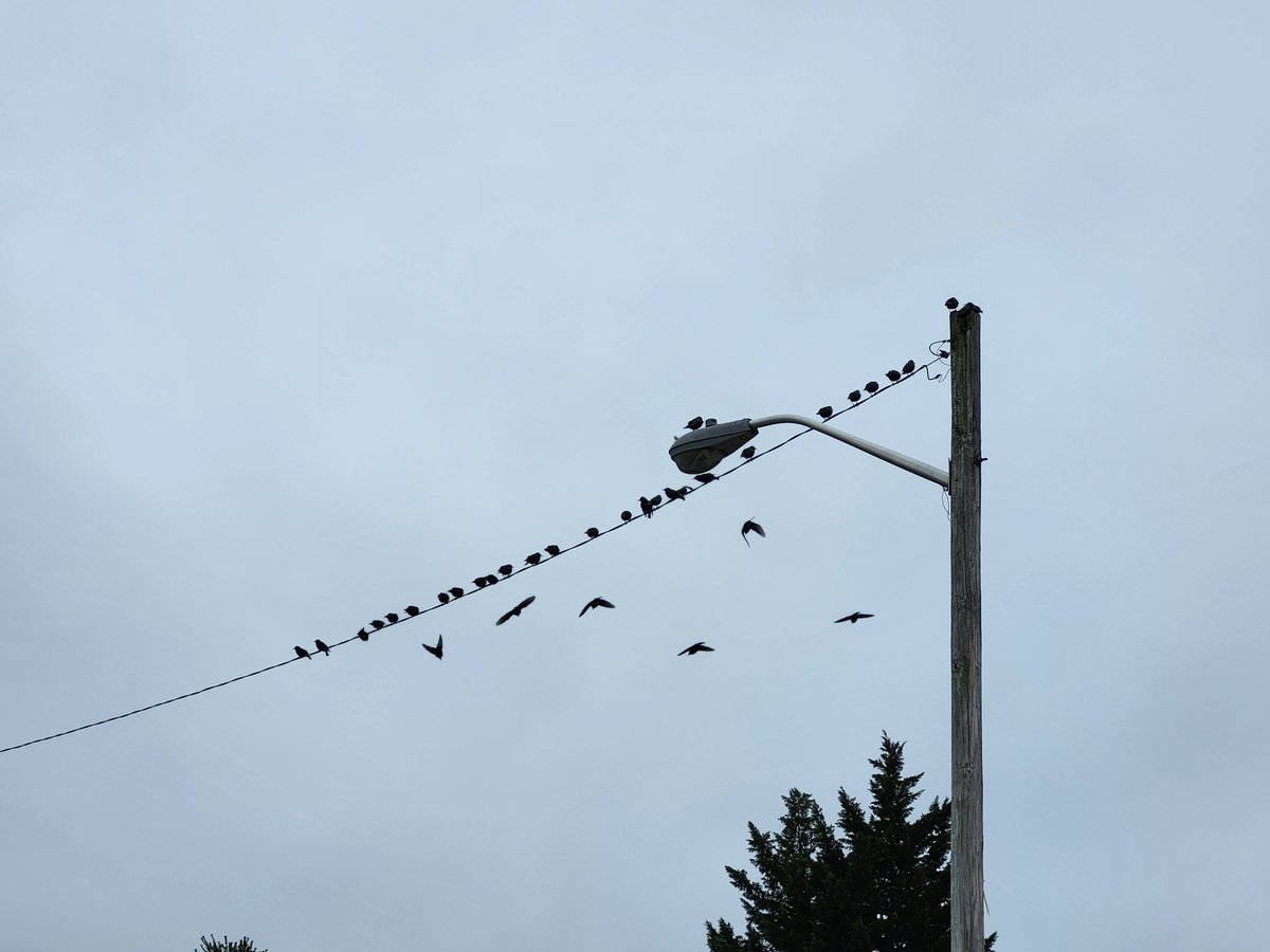 Was trying to take a picture of the amount of birds on this line. Accidentally ended up with the coolest picture in my gallery