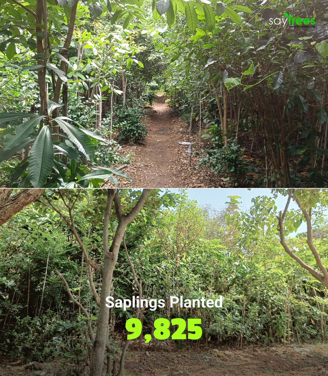 saytrees_ind's tweet photo. As temperatures rise, the need for natural cooling has never been greater. The 9,825 trees planted at Nayandahalli Railway Station in 2022 are now stepping up to the challenge—providing shade, reducing ground temperatures, and improving air quality.

With each passing season, this once-barren land is transforming into a self-sustaining green cover, mitigating the urban heat island effect and creating a microclimate that supports biodiversity. These trees are more than just a forest; they are nature’s answer to rising heat and a testament to the power of ecological restoration.

As the summers intensify, the solution is growing all around us.