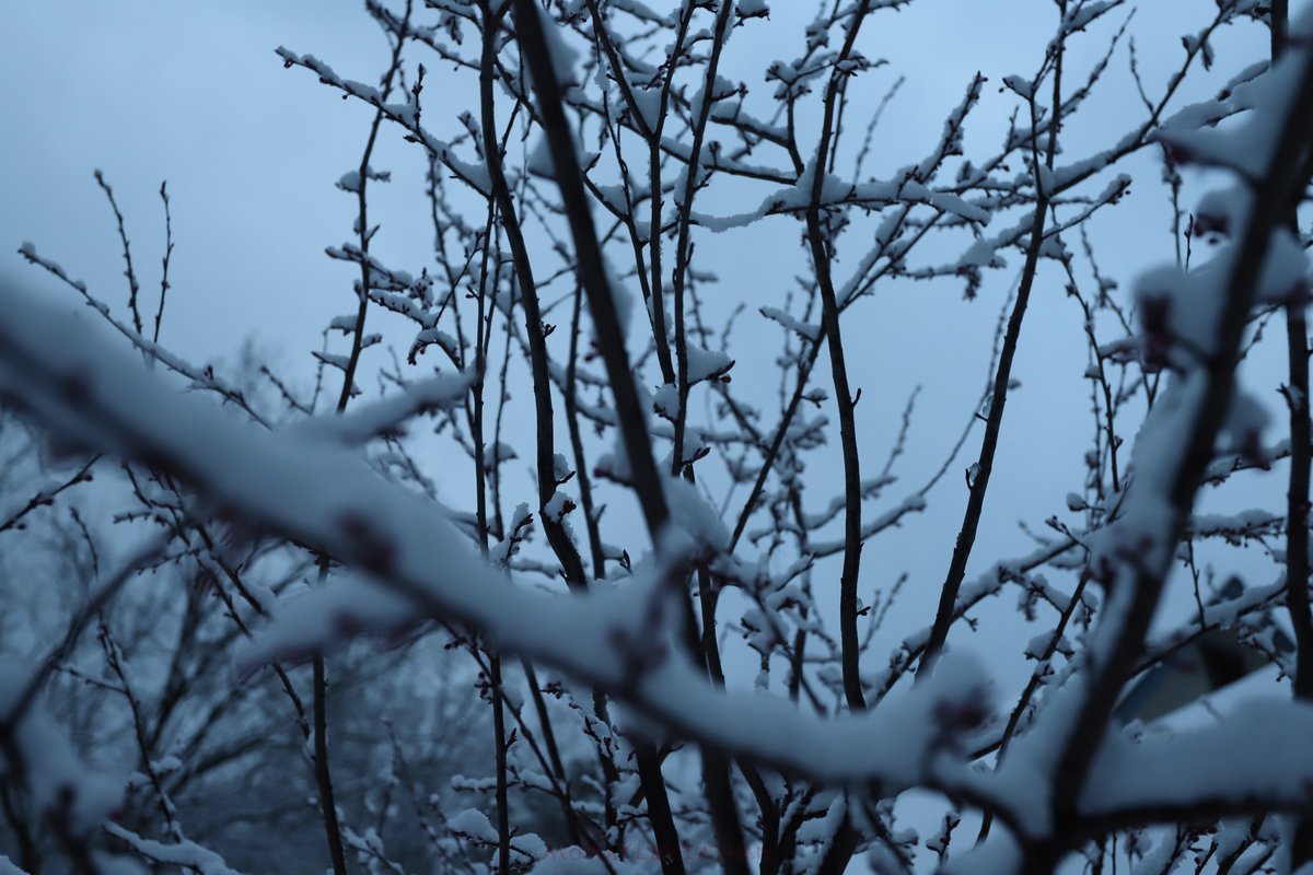 MoNaYLeviathan_'s tweet photo. Striking photogenic snow and deathly cold sleeping winter woods shots.
All photography is mine.
#winterphotos #snow #cinematicphotography #winterweather #naturephotography #dramaticphotography https://t.co/qg3YFPuvha