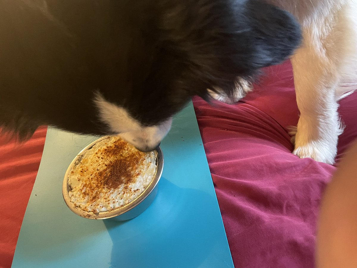 Happy St. Patrick’s Day!!

Mama says today is an excuse to wear green and make nummy food!

Mama made corned beef and cabbage (I got to try a teeny bit!) and then made me a shepherd’s pie with lamb dog food and mashed potatoes as a special treat! 😋