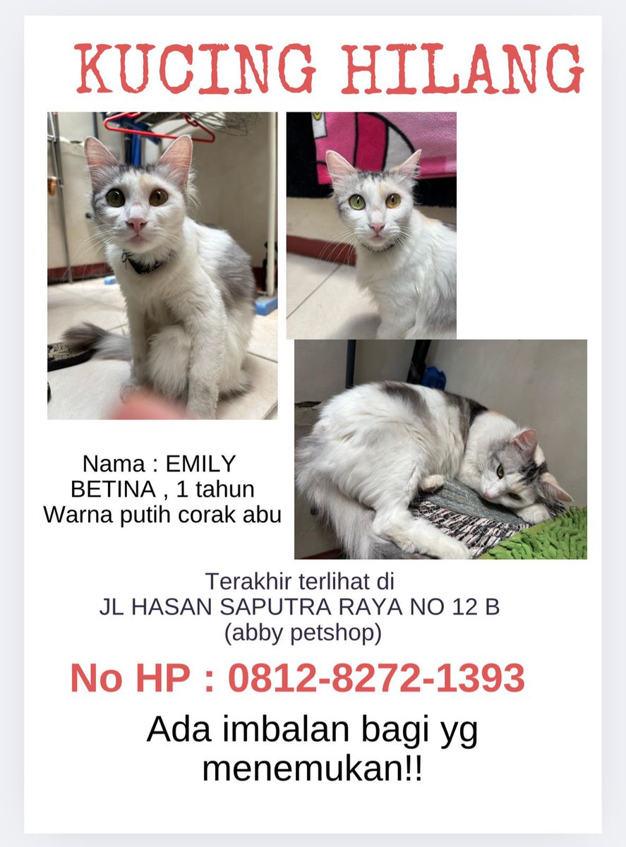 Guysss, yang domisili bandung dan dekat sama lokasi yang tertera tolong bantu aku. Kalo ada yang nemu kucing kayak di foto plisss hubungi aku segera atau nomor petshop yang tertera. Sedih banget soalnya uda aku urusin dari kecil😭