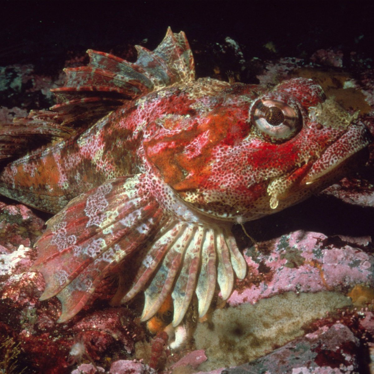 Happy St. Patrick's Day from the red Irish Lord! These sculpins have a colourful, mottled appearance that lets them blend in with rocks on the ocean floor — and they can also change their colour for better camouflage!