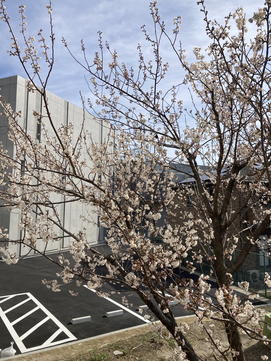 ASU_Sosaku's tweet photo. おはようございます
本日は卒業式です🌸
4年生の皆さんご卒業おめでとうございます👏
今年の卒業式は大学内で執り行われます
思い出深い場所で今日一日が良い日となりますように https://t.co/ePEqwXHpE6