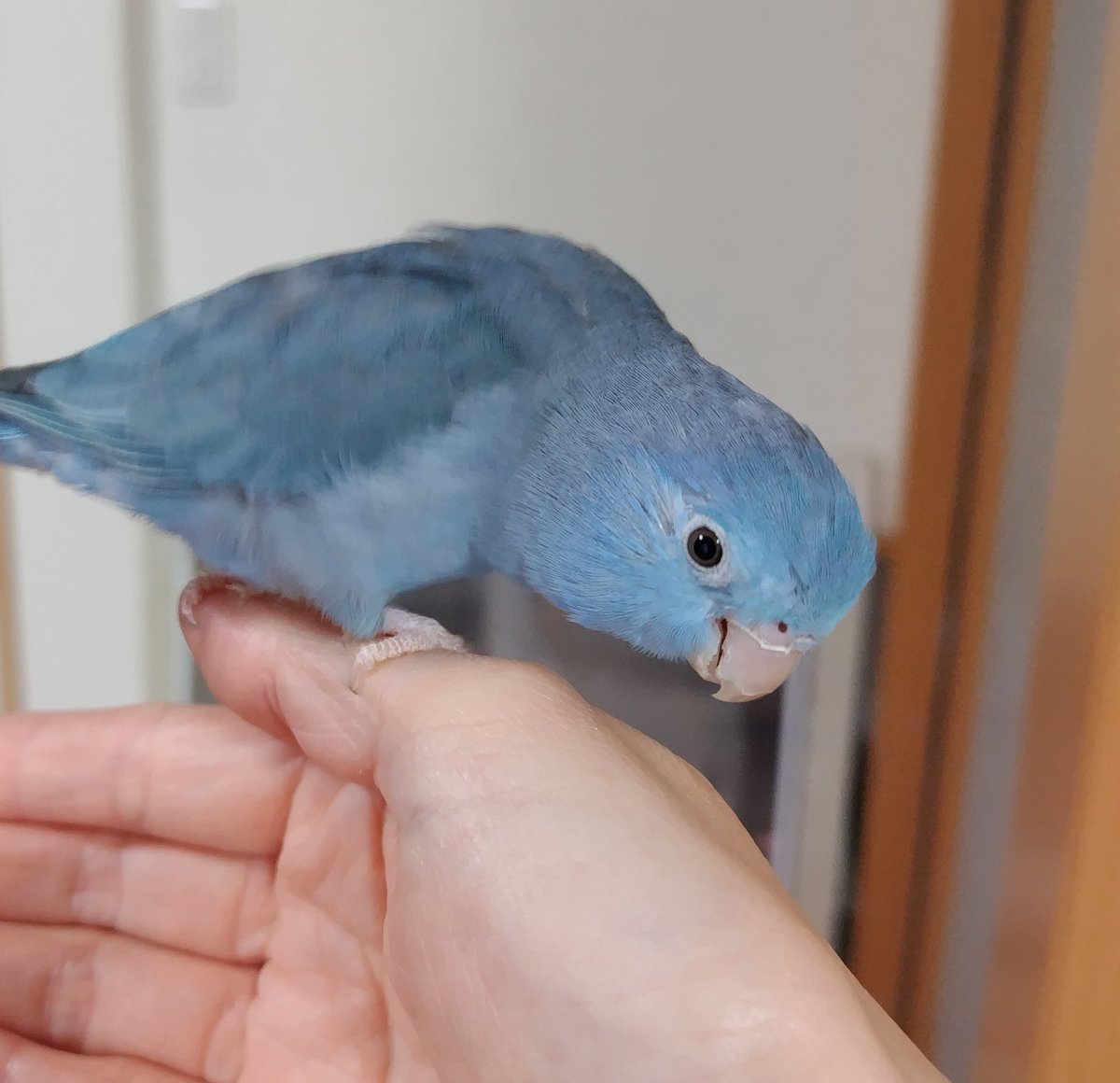 おはようございます
お久しぶりです、らむねです