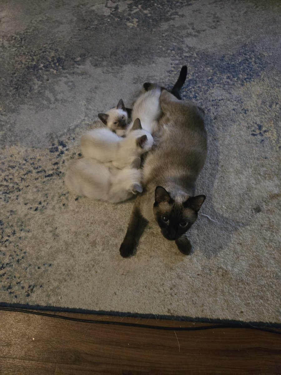 Brittany's Beauties Kittens (@BeautiesKittens) / Posts / X