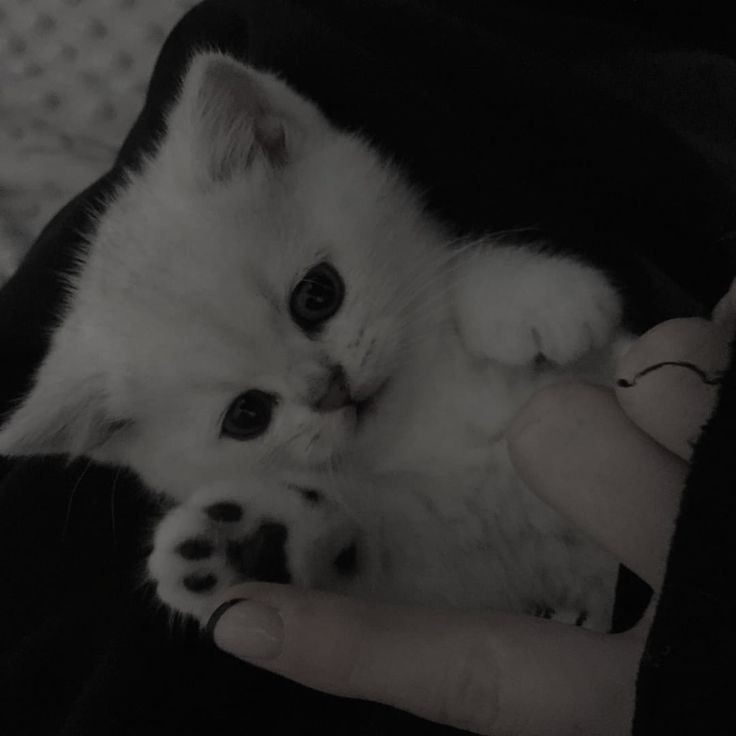 Scripter1v9's tweet image. Thanks all for coming to the stream today I truly appreciate every single one of you goodnight from me after 30+ hrs live i'm too dead to type something long
