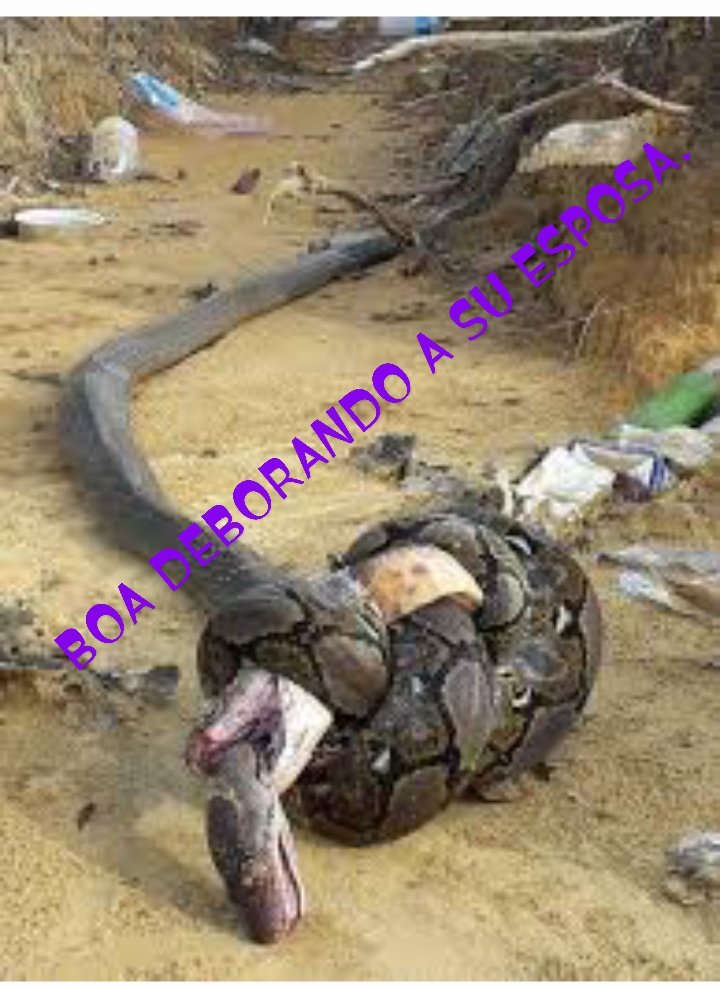 maba2050's tweet photo. @Abenalcazar26 Mientras tanto.
El MITOMANOS.
MISOGINO.
DEMAGOGO.
CLEPTOMANO.
ATANCANDO Y DESPRESTIGIANDO AL CORREISMO.
Y ENVIANDO SUS ULTIMOS VIAJES DE HARINA.
SE TERMINO EL PLAN GENOCIDAS DEL BOA.
#presidentaLuisa
@LuisaGonzalezEc
@teleSURtv @ActualidadRT https://t.co/I2spwYQkQ4