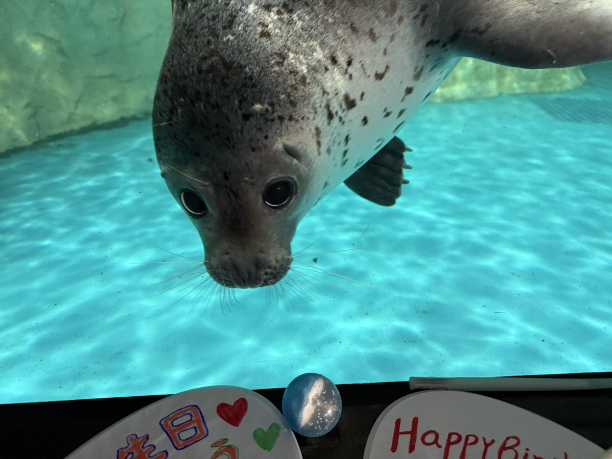 いずみちゃん💕💕 #大洗水族館 #アザラシ #いずみ
