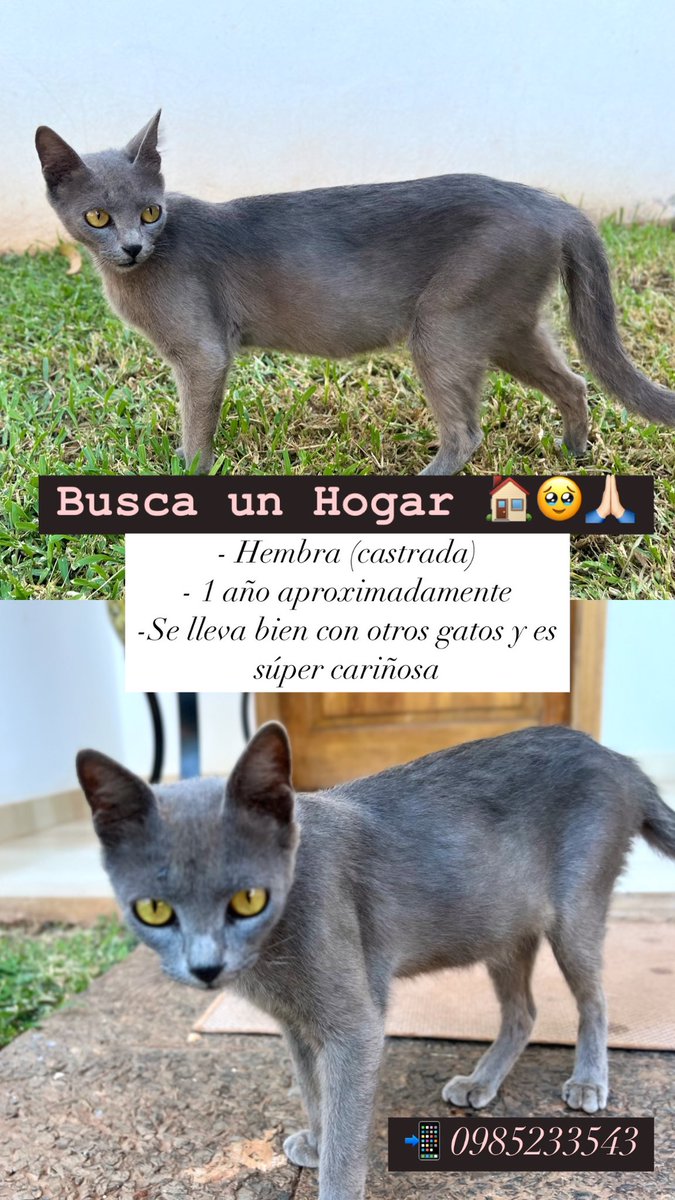 Rt para encontrarle una casita 🥹🙏🏻