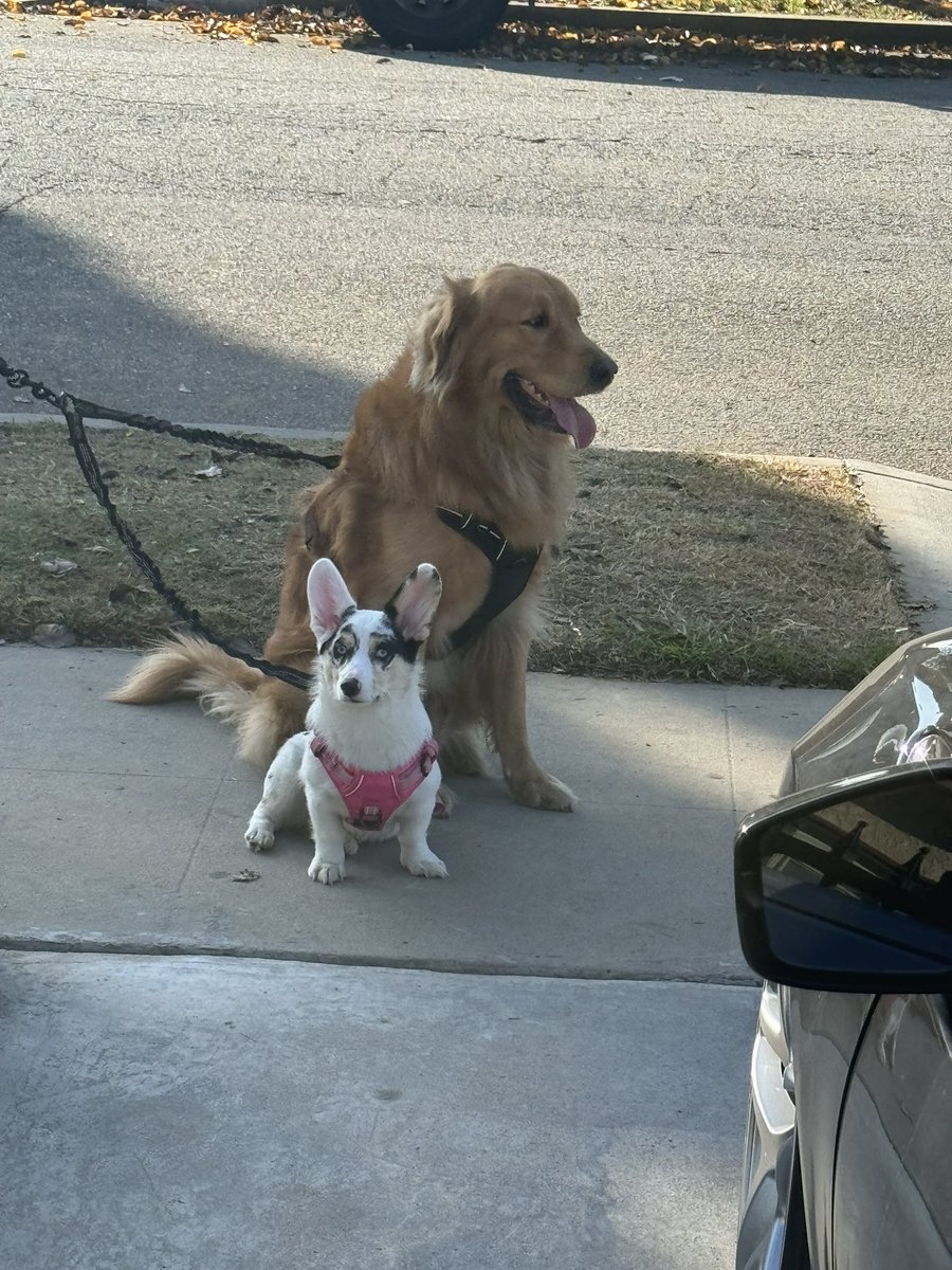 csan0983's tweet photo. @LFleezy23 I have goldie and blue merle corgi.  I can’t imagine the pain you’re going through right now.  Praying for you and your fur baby 🙏🏽 https://t.co/Kxae4008WQ