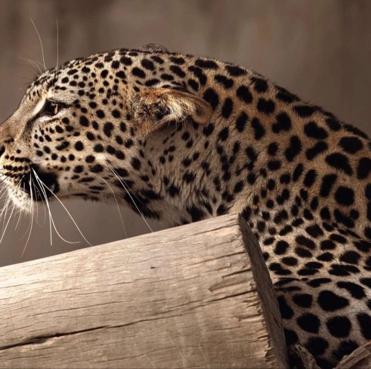 Saudi Pics (@picsofsaudi) on Twitter photo 