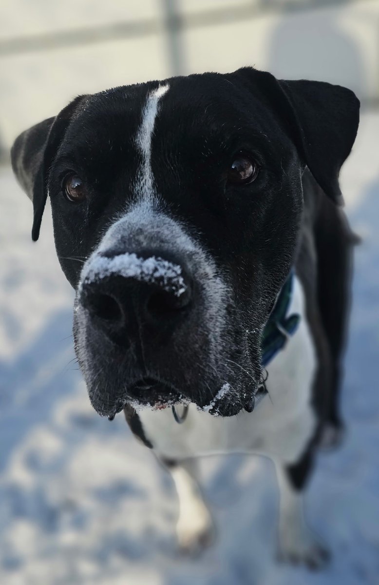 Trying to look serious with snow on my nose😀