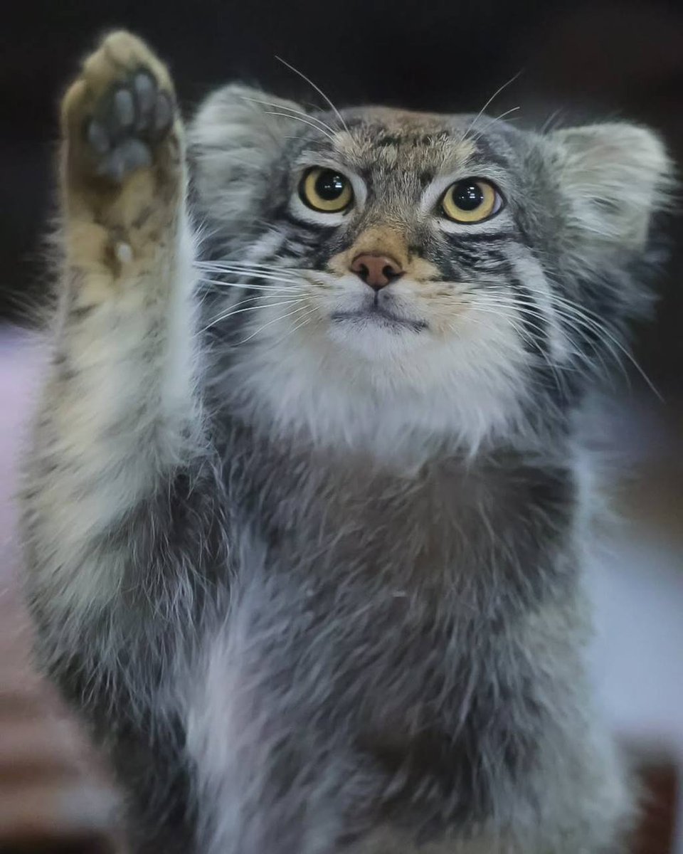 Daily Manul (@dailymanul) on Twitter photo 