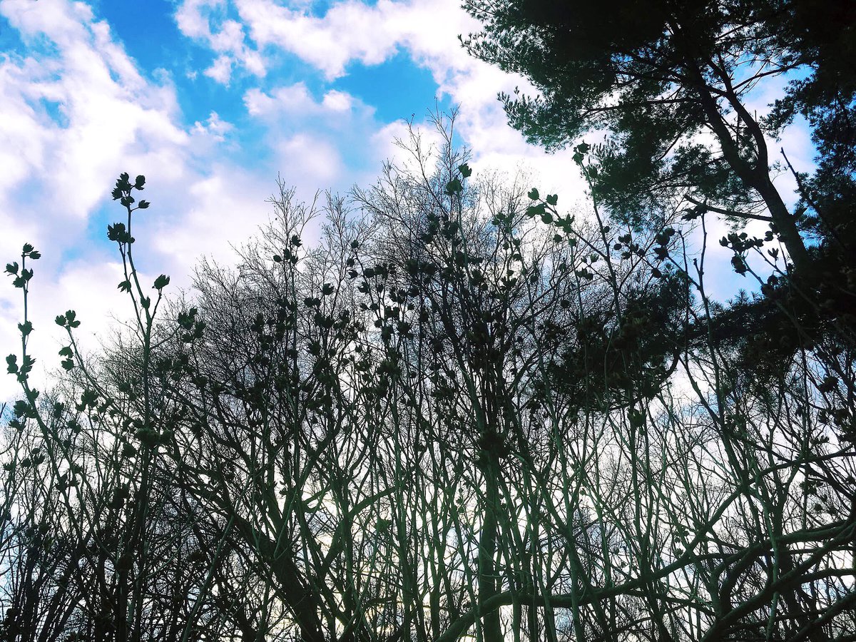 martykatz's tweet photo. winter ends, the cold goes on, the trees endure https://t.co/uQN4YwB3sT