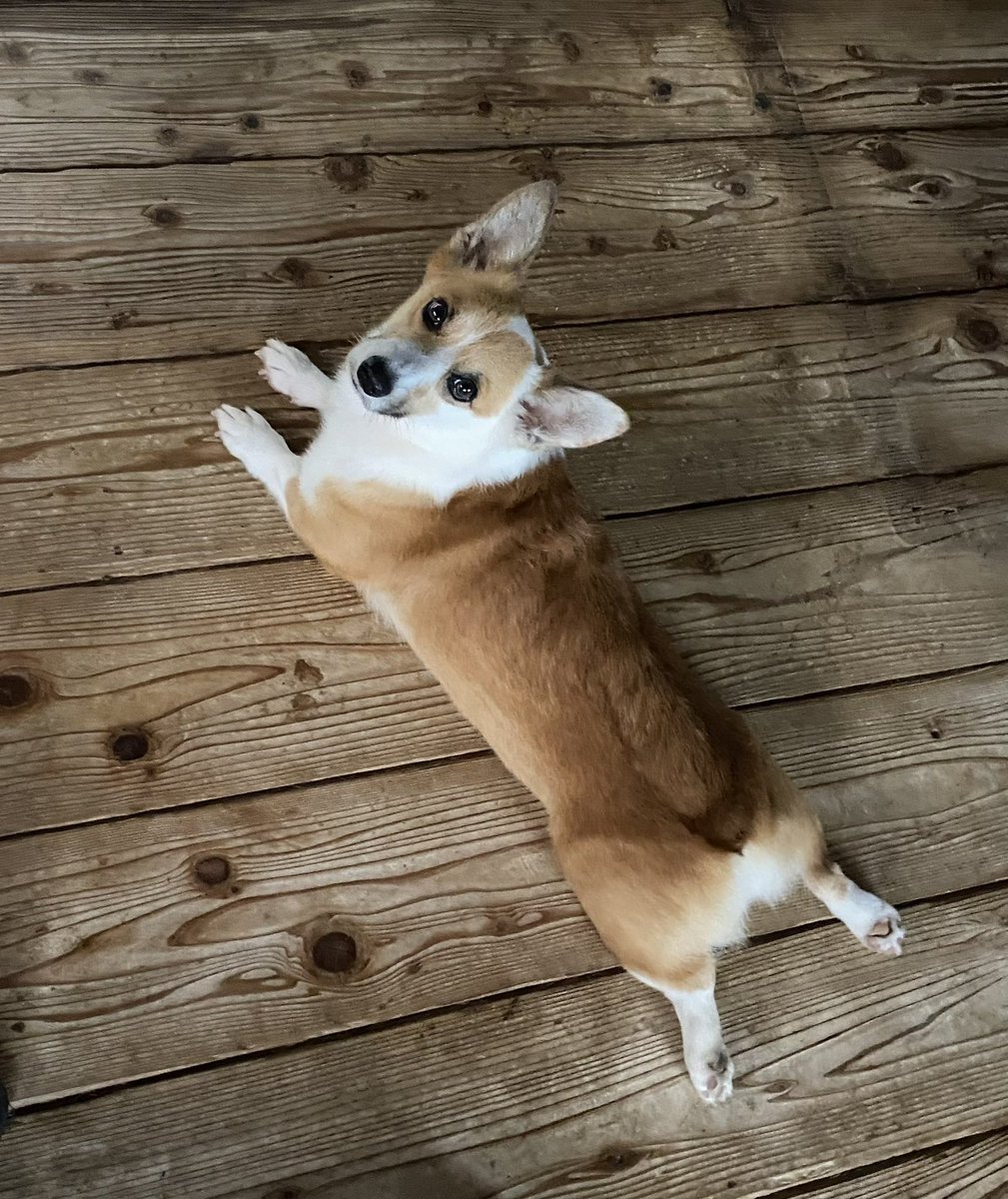 #新潟迷子犬
#新潟
#迷子犬
#コーギー