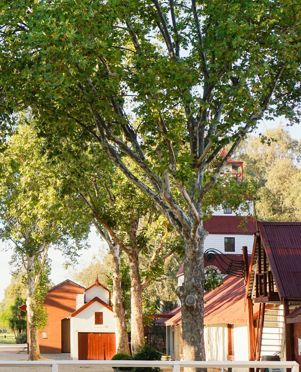 Escape to the heart of the Nagambie Lakes AU and experience the charm of Tahbilk Cellar Door. ⁠
⁠
Savour award-winning wines, stunning vineyard views, and the timeless beauty of this historic estate. ⁠
⁠
l8r.it/Ez7G
⁠