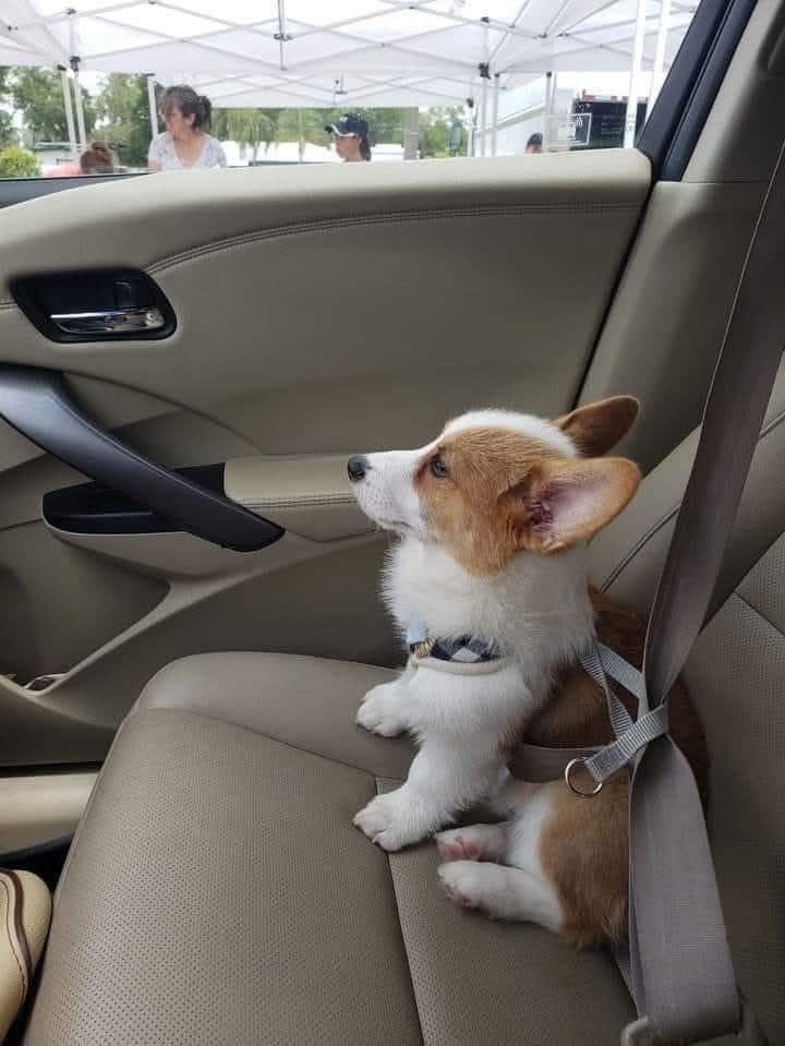 We just adopted him and he’s so chill, what name should I we name him ?