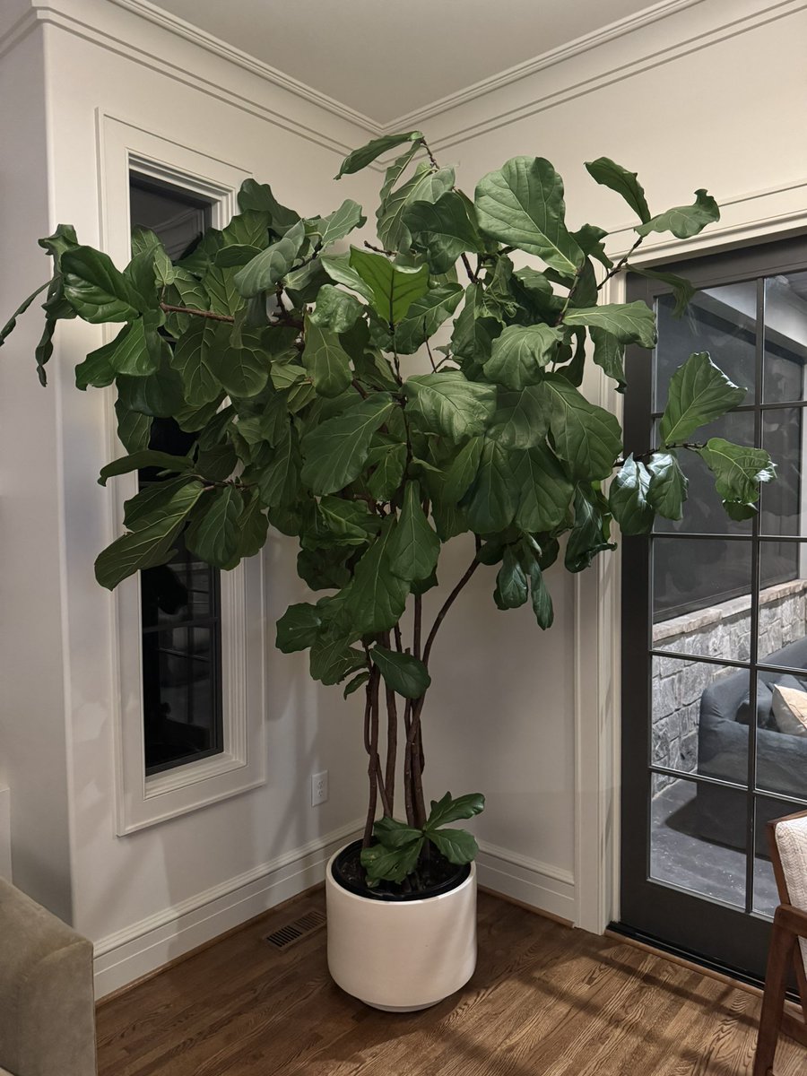 NOTHING adds more  VIBES  to residential real estate than ….

MATURE “pot popping” House Plants 🪴 

- Aging Millennial