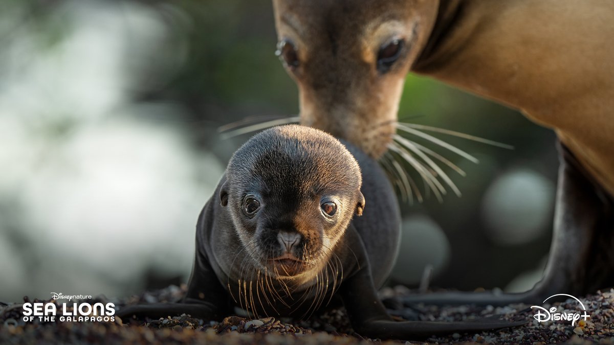 Disneynature's tweet photo. Here's your FIRST LOOK at Disneynature’s "Sea Lions of the Galapagos," narrated by award-winning actor Brendan Fraser. Available April 22 only on @DisneyPlus #EarthDay 🌎🦭 https://t.co/BuvwyfLEmg