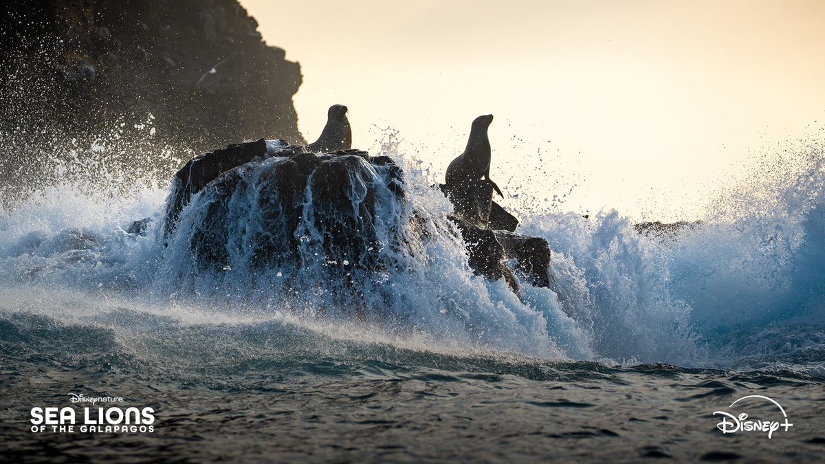 Here's your FIRST LOOK at Disneynature’s "Sea Lions of the Galapagos," narrated by award-winning actor Brendan Fraser. Available April 22 only on <a href="/DisneyPlus/">Disney+</a> #EarthDay 🌎🦭