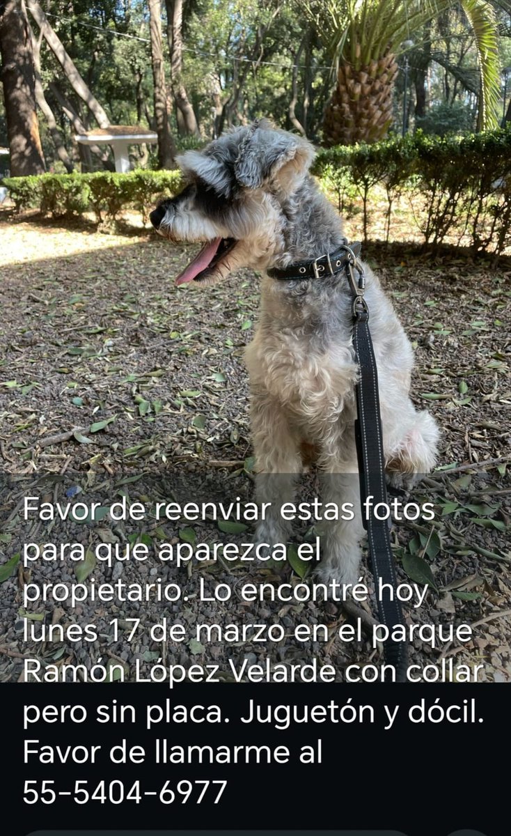 Perrosenlacalle's tweet photo. #Mepidencompartir #ENCONTRADO se busca a su familia https://t.co/Fo9j35DIJn
