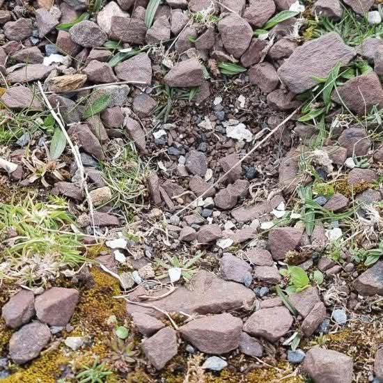 Common Ringed Plovers are known to decorate their nest scrapes with fragments of shell and small flat stones, however some individuals have been noted to use other materials to decorate their nests.

Read more: britishbirds.co.uk/journal/articl…

🥇Subscriber Content