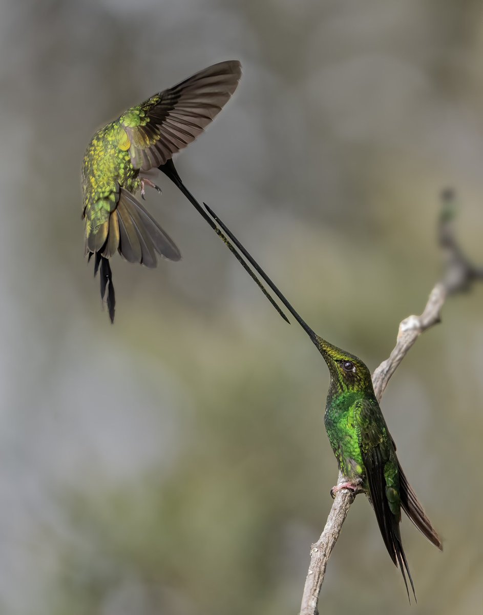Duelo en el paraíso 😮
-Colibrí pico espada (Ensifera ensifera) #avesdecolombia