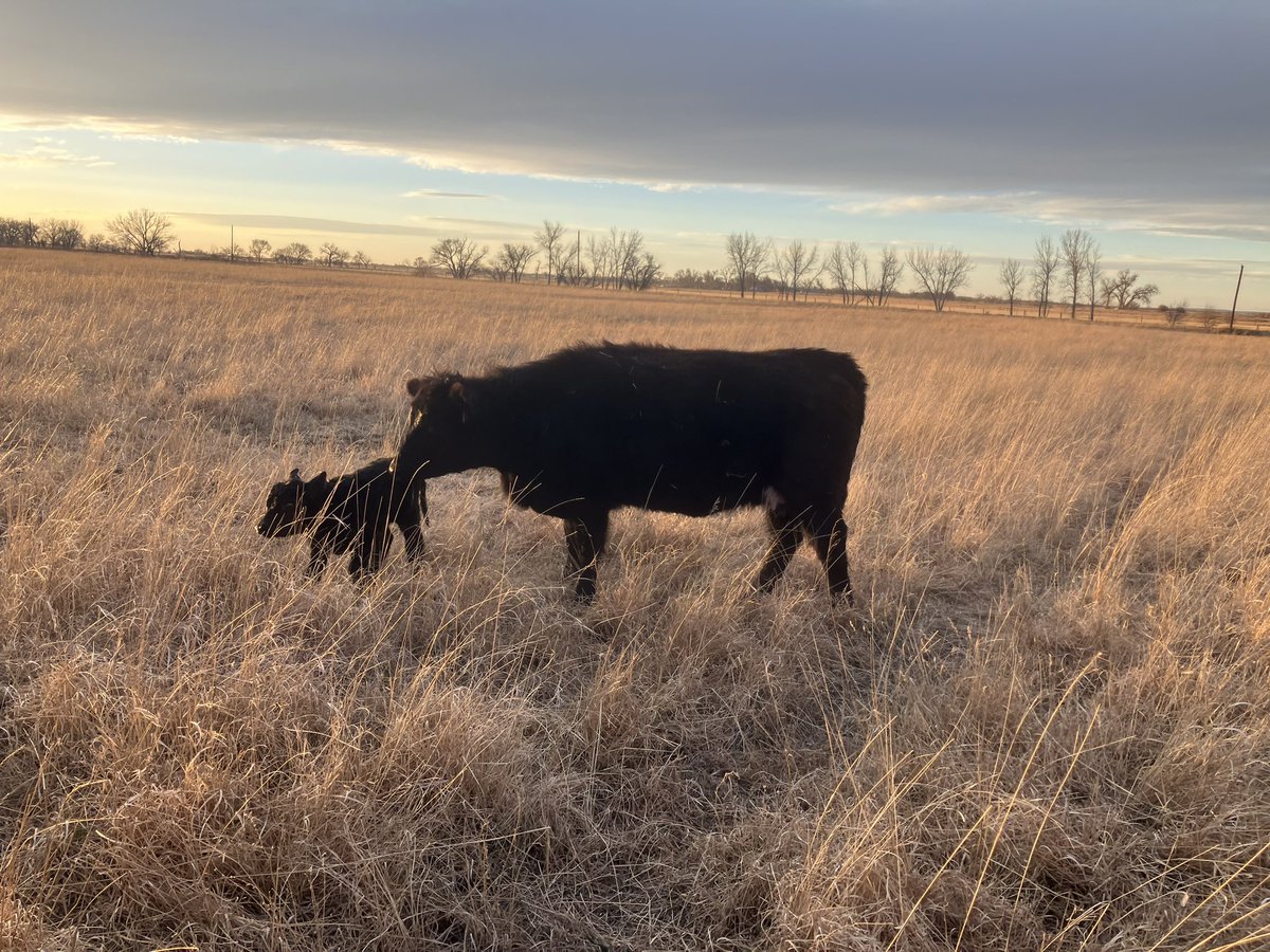 LyleB86419's tweet image. Nothing like the first one to raise your spirits and bring a smile to your face. Especially when it is on a sunny 70 degree day
